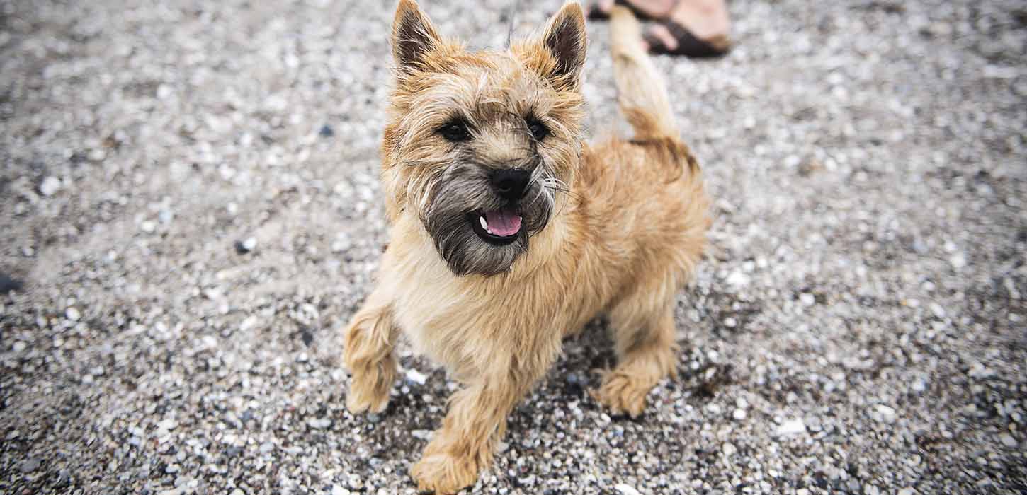 Ta' hunden med på Nordfyn!