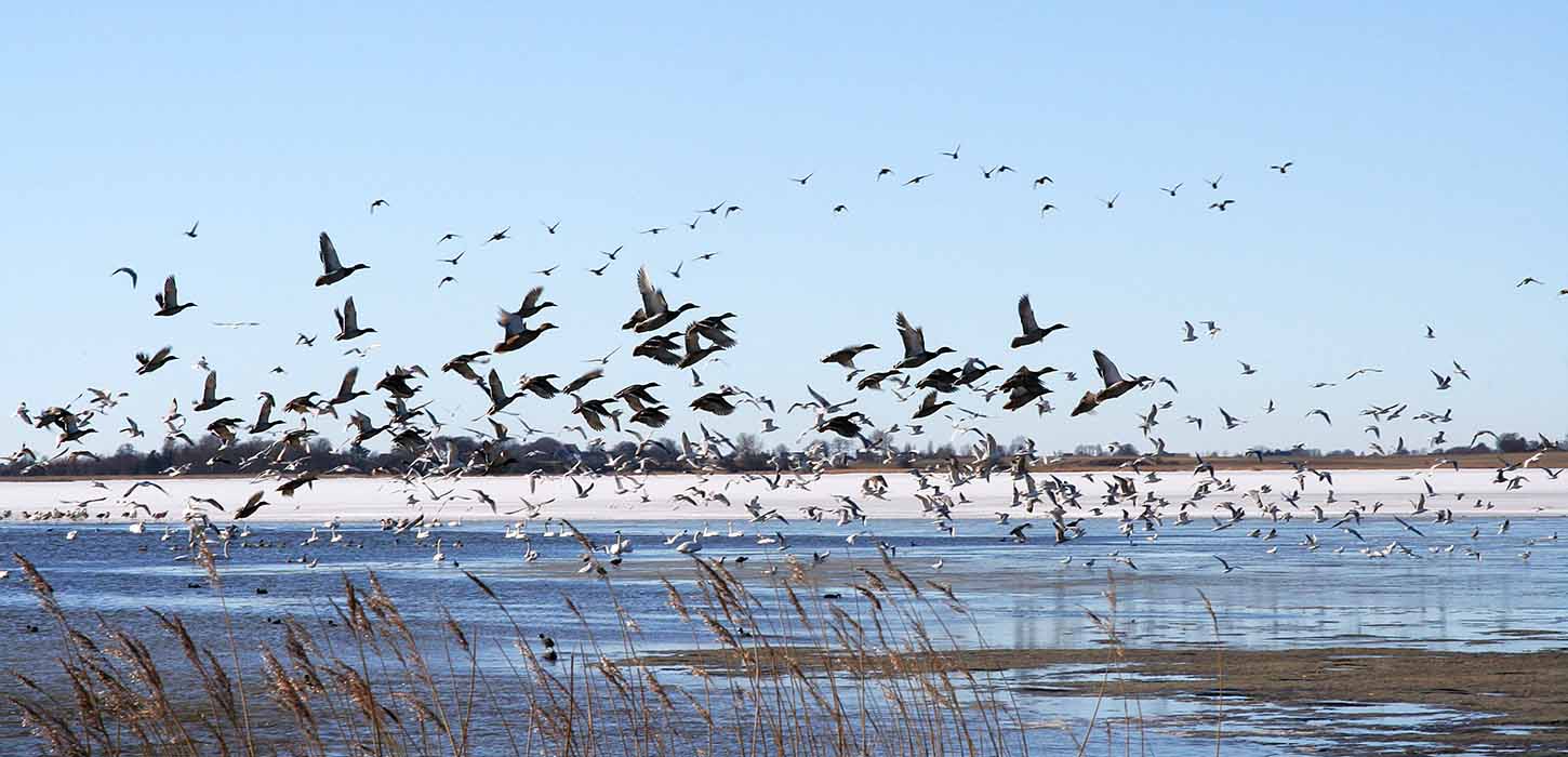 Fugleflok ved Nærå Strand om vinteren
