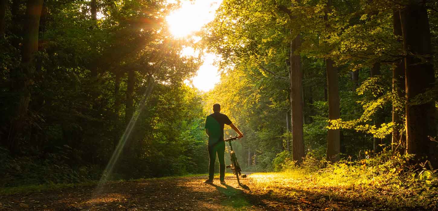Skåstrup skov ved aftentid