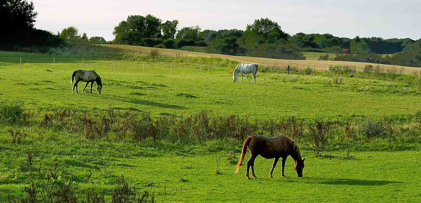 Rideferie på Nordfyn - se heste på fold i ren idyl