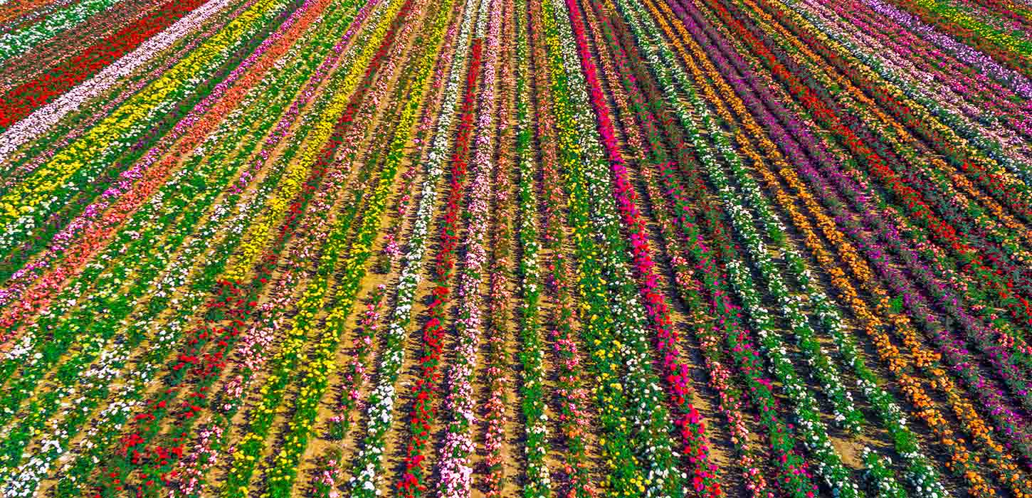 Rosenmarken ved Grønløkke set fra en drone