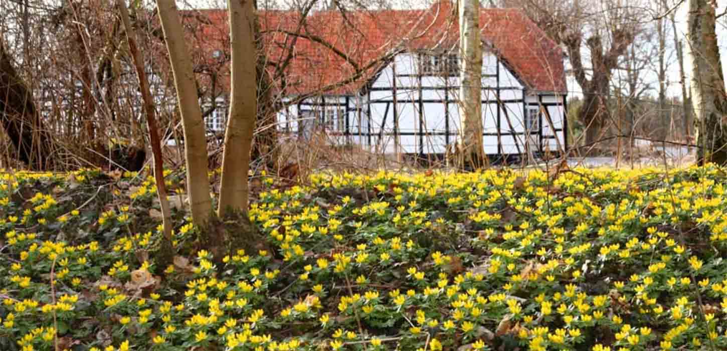 Erantis dækker skovbunden ved Jerstrup Hovedgård