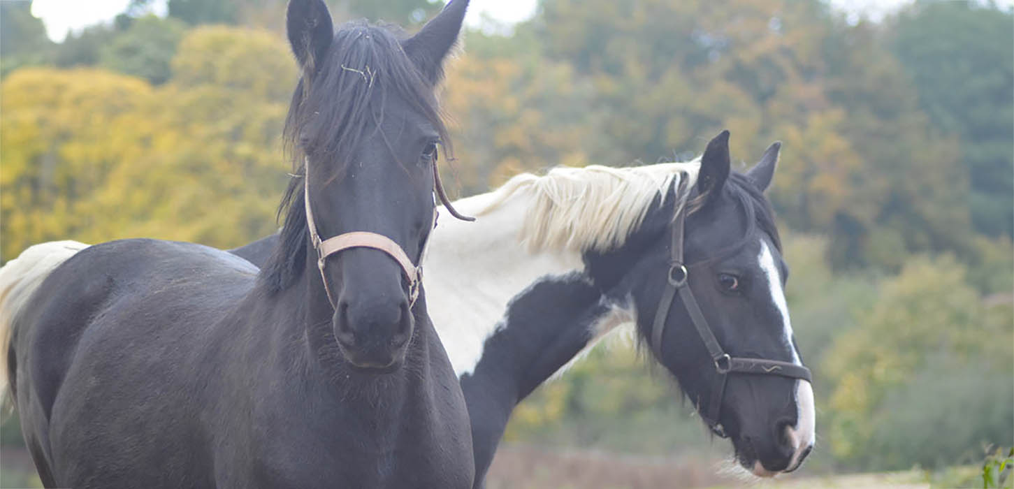 Efterårsferie på Nyt Hesteliv med guidet tur