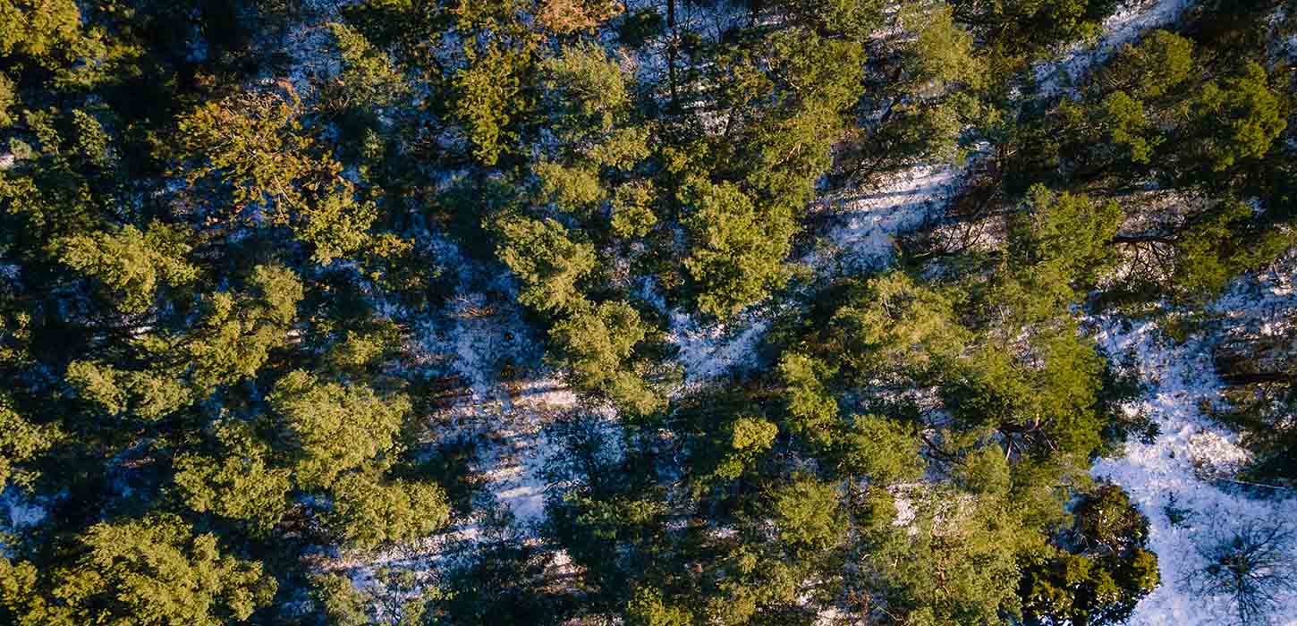 Vinter i skoven på Flyvesandet set fra luften