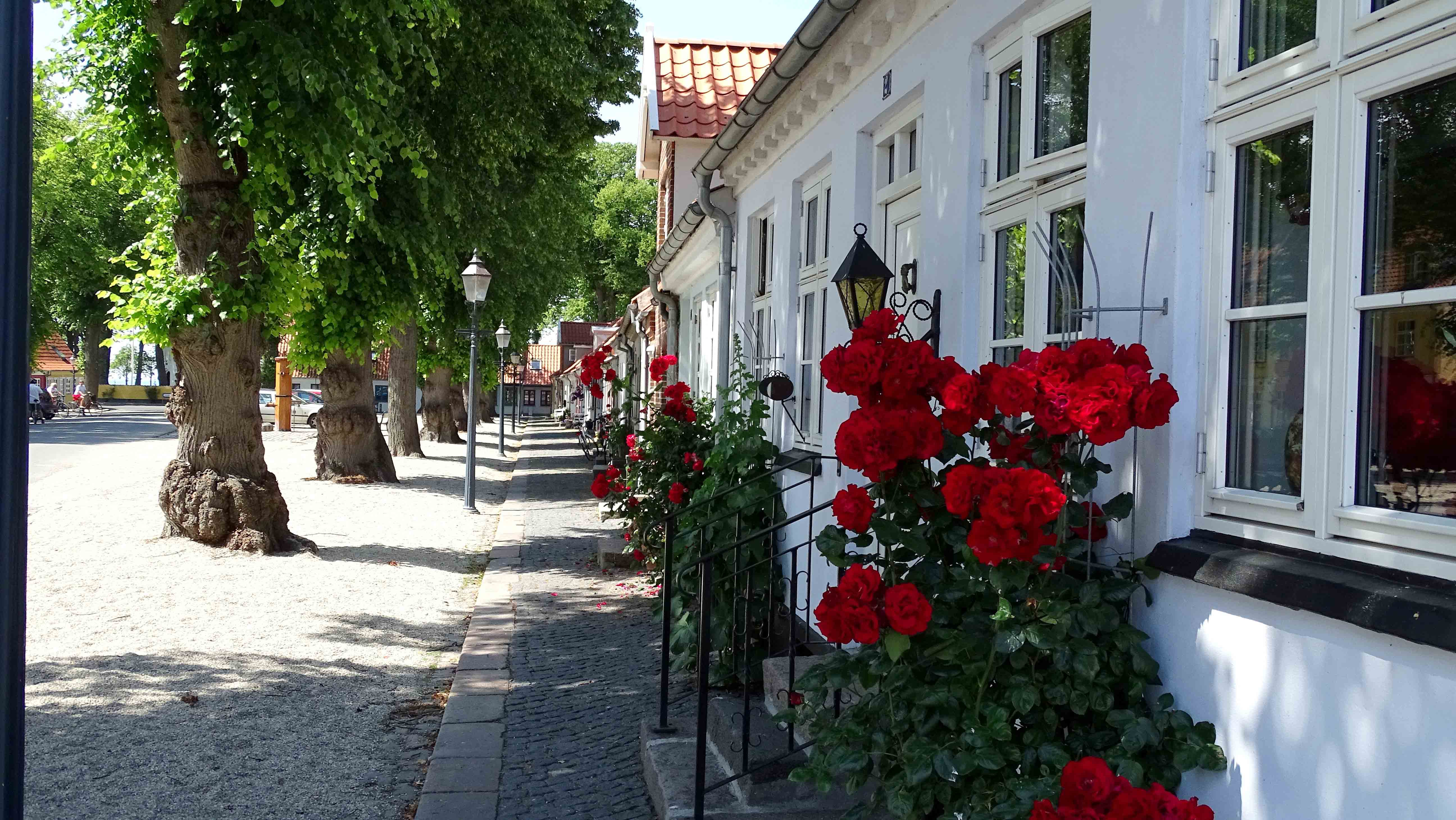 Bogense Sommer Marktstadt Rosen Fachwerkhäuser