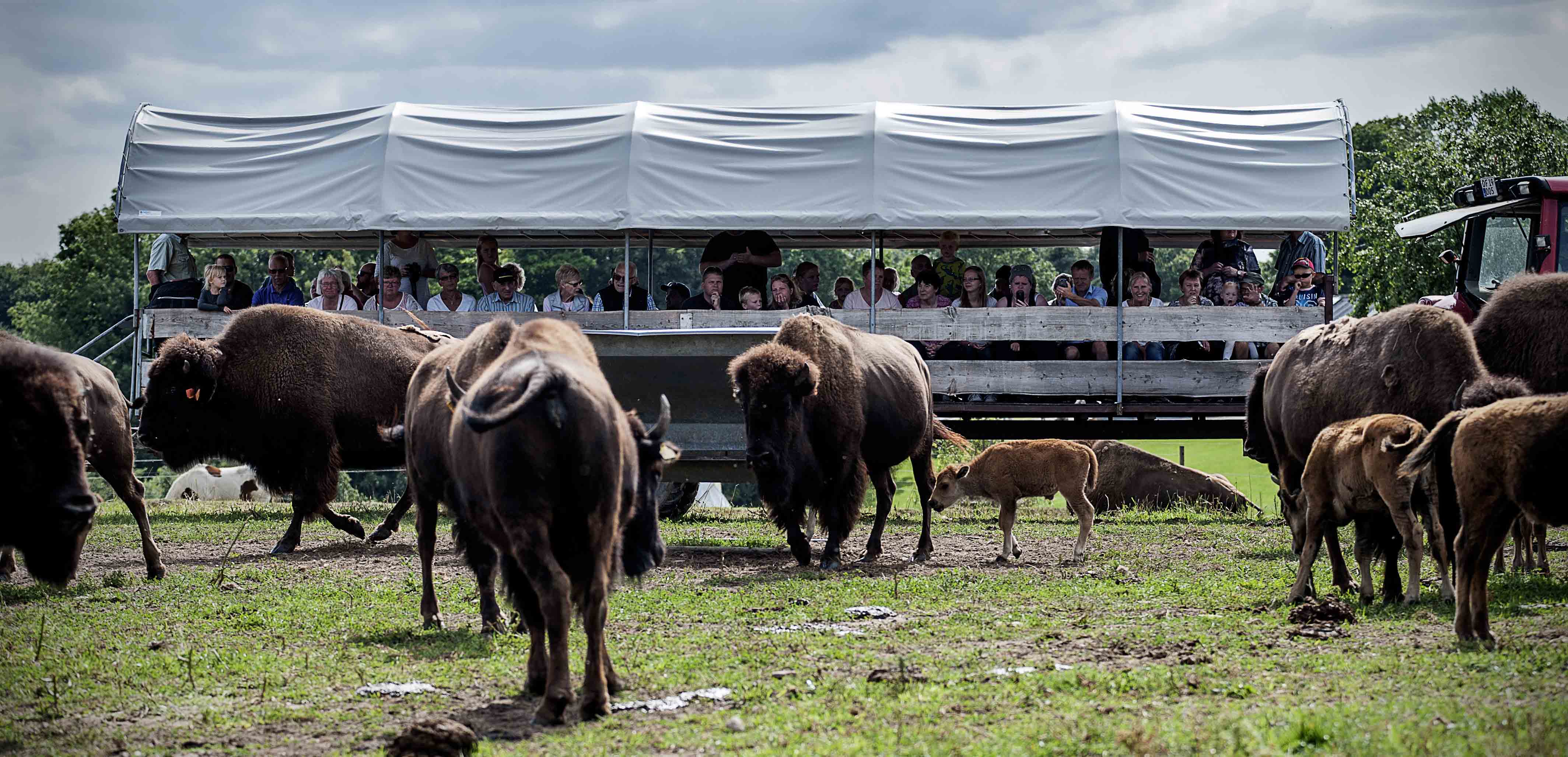 Ditlevsdal Bisonfarm Bison-Safari