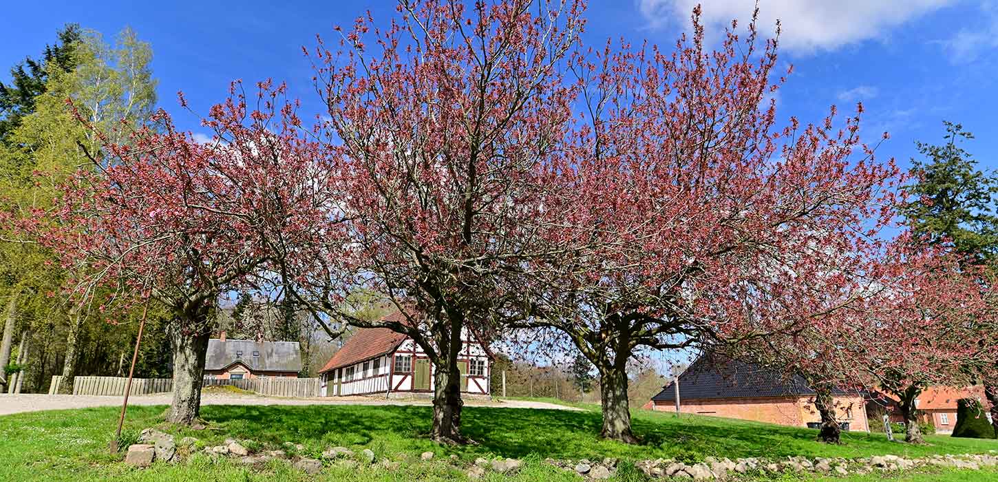 Forår ved Langesø med træer