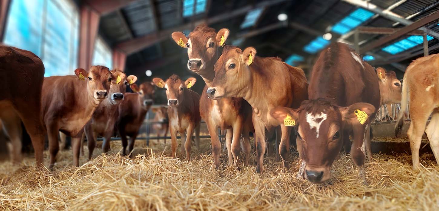 Kvier på Lundsbjerggaard