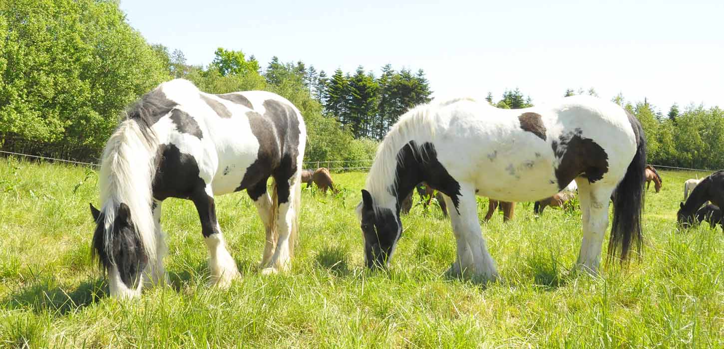 Pferde bei Nyt Hesteliv